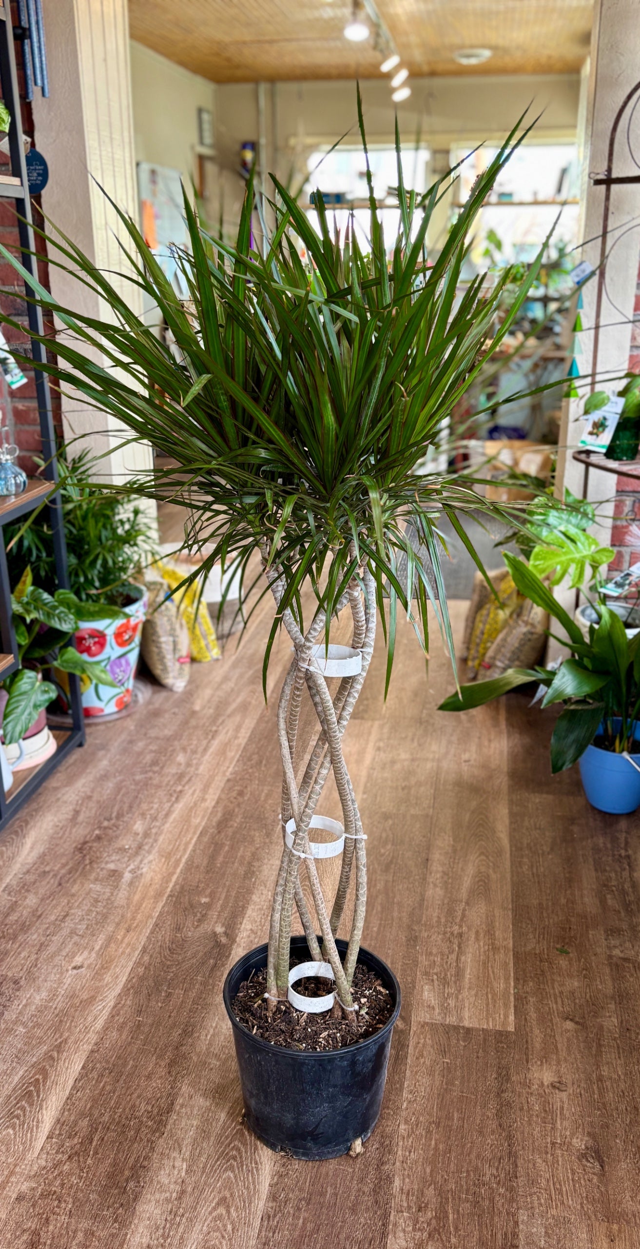 Dracaena Marginata Open Braid Weave