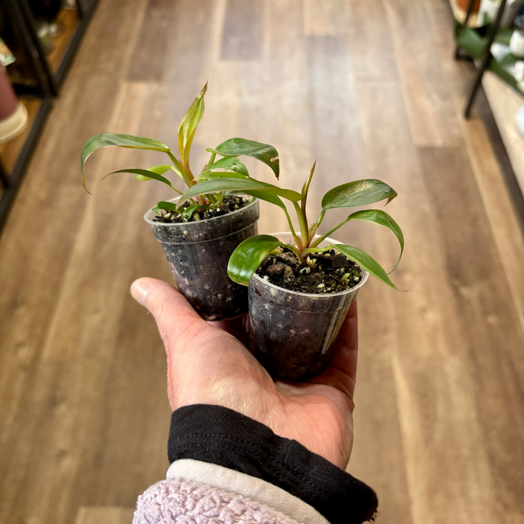 Philodendron 'Florida Bronze' - 2"