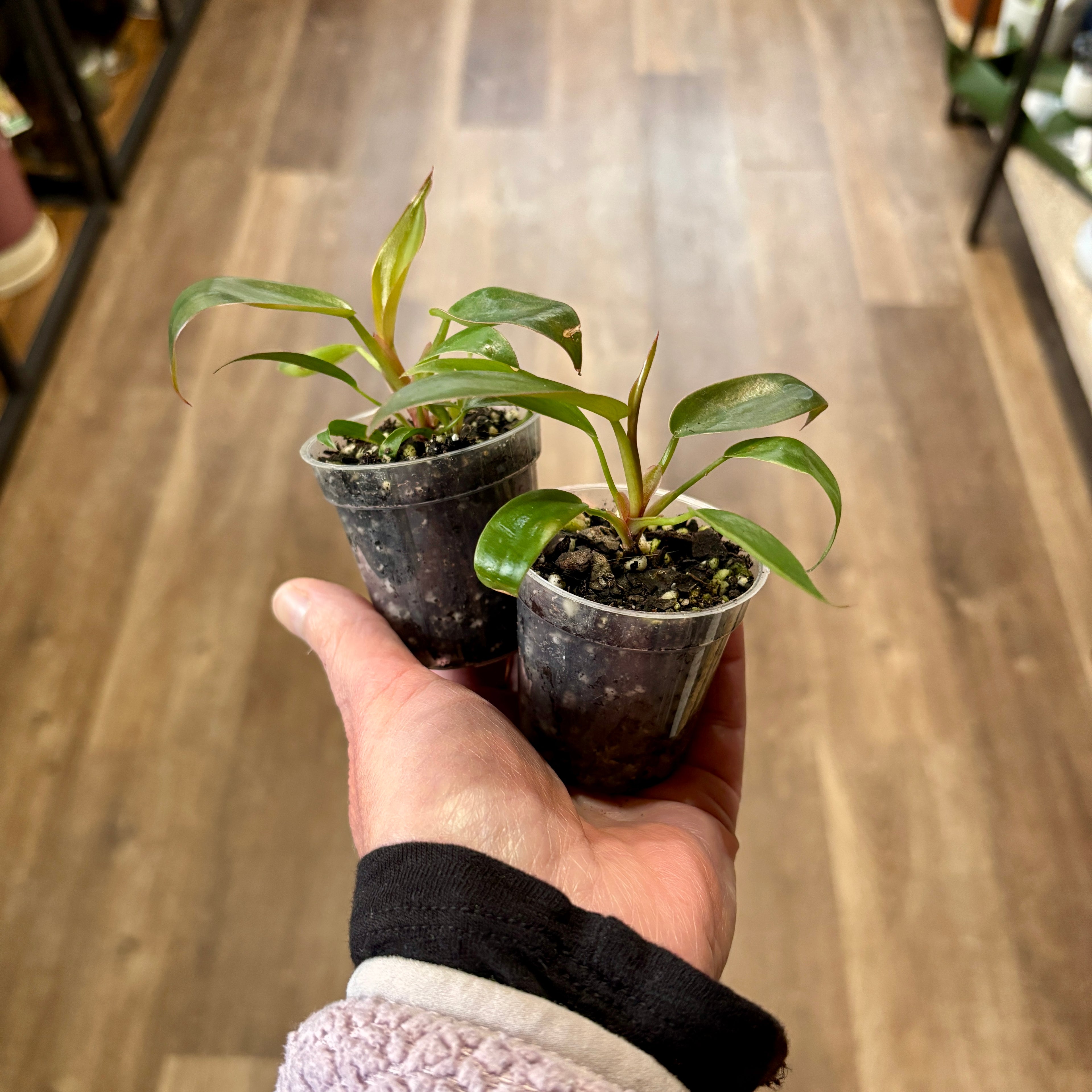 Philodendron 'Florida Bronze' - 2"