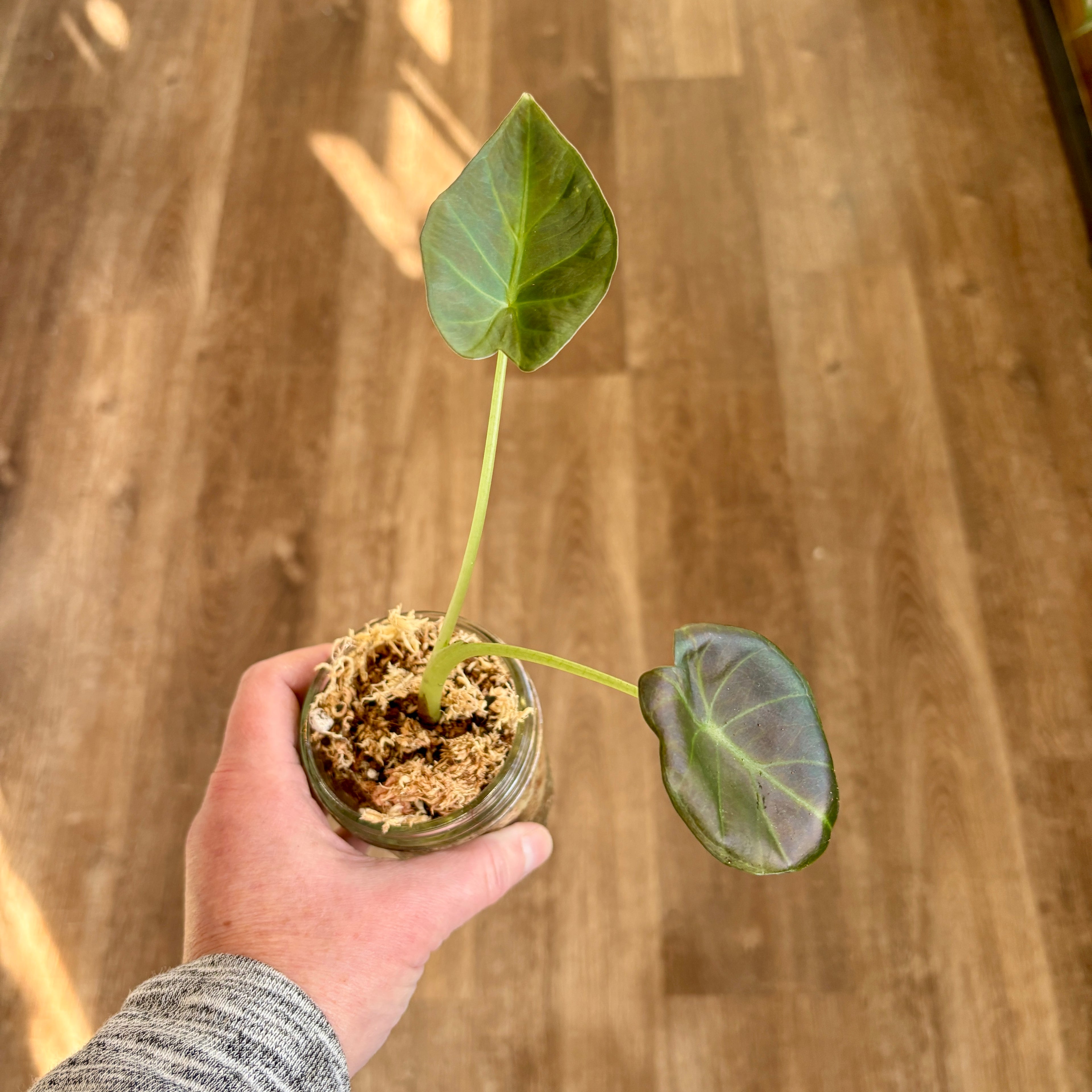 Alocasia 'Regal Shield'