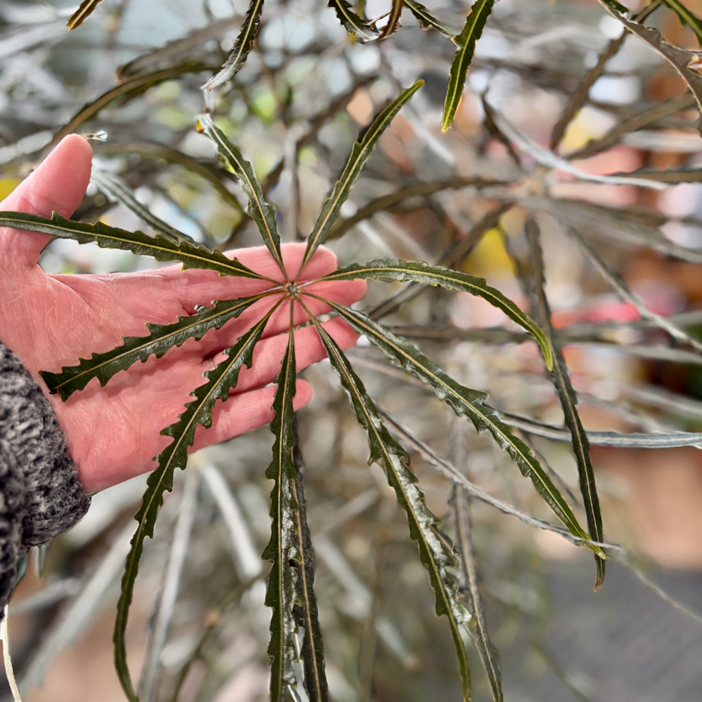 Aralia Elegantissima 10"
