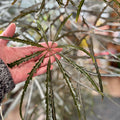 Aralia Elegantissima 10"