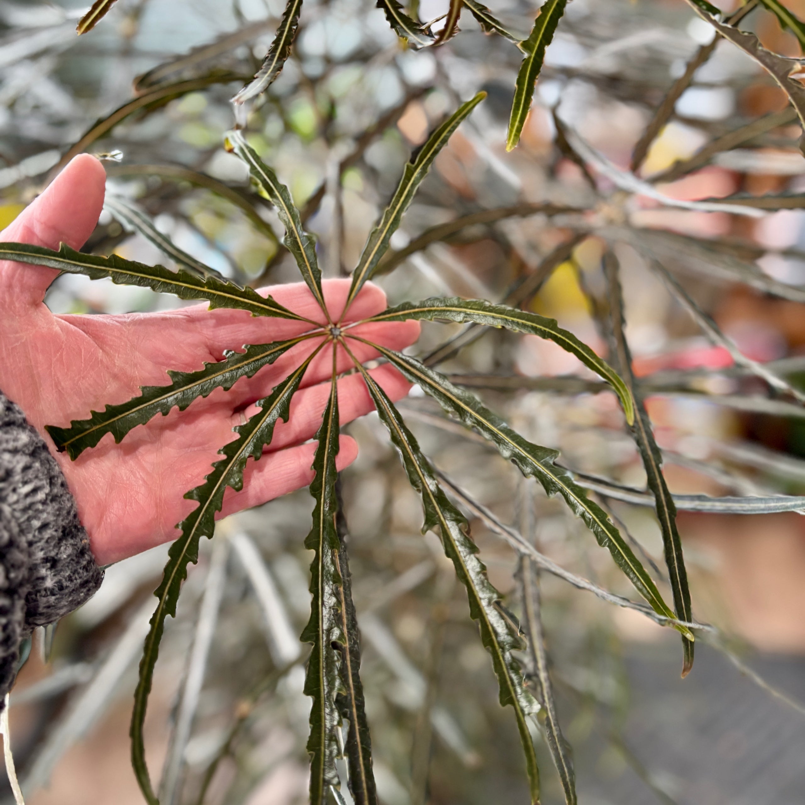 Aralia Elegantissima 10"