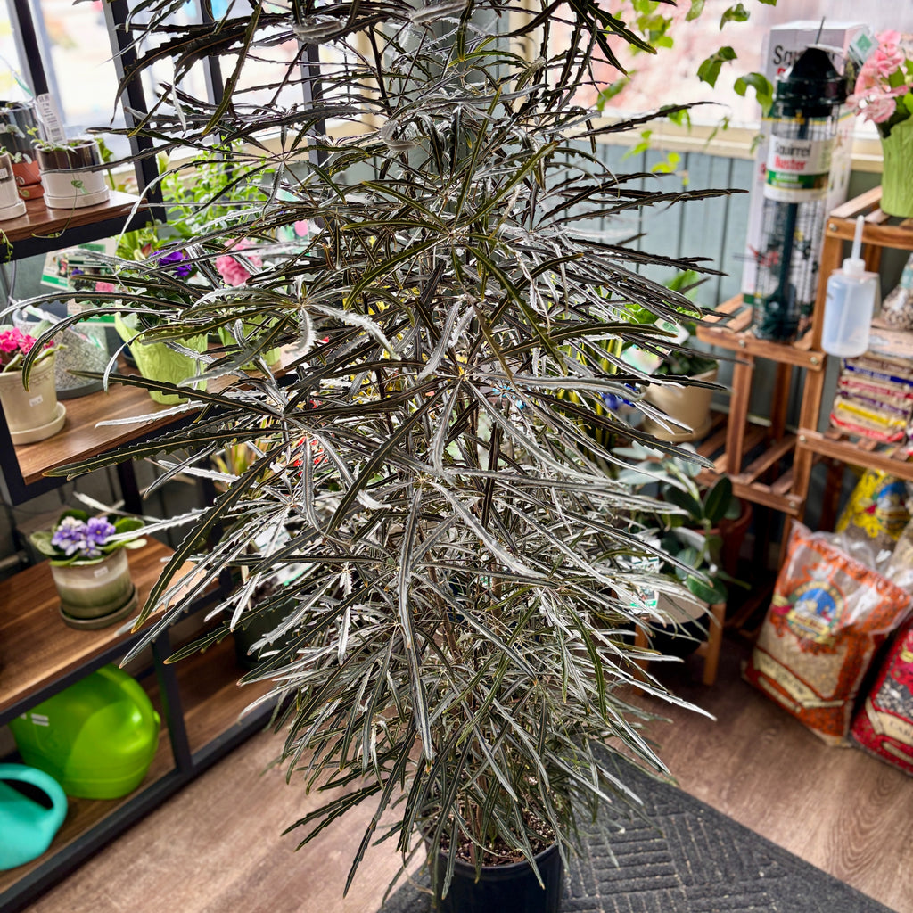 Aralia Elegantissima 10"