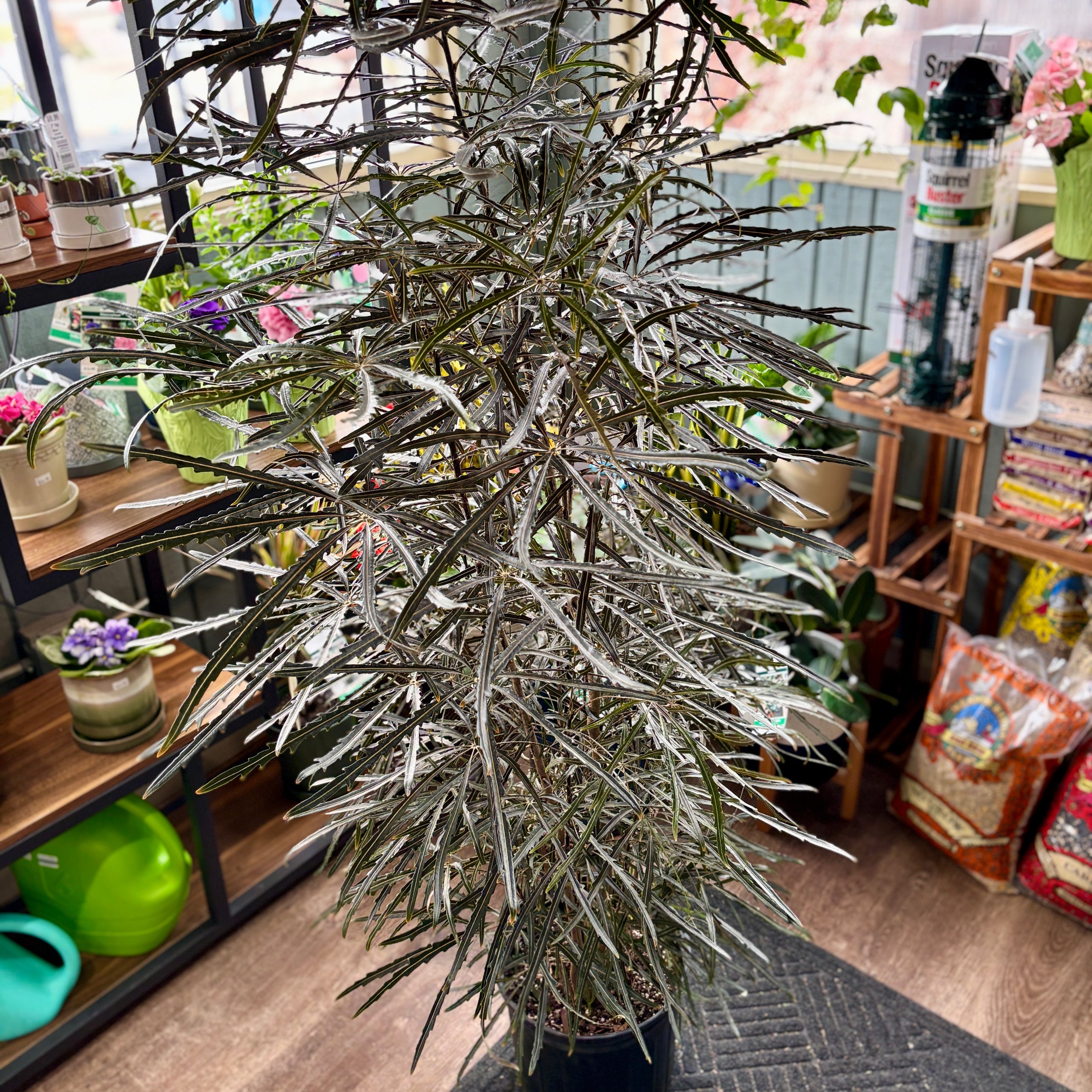 Aralia Elegantissima 10"