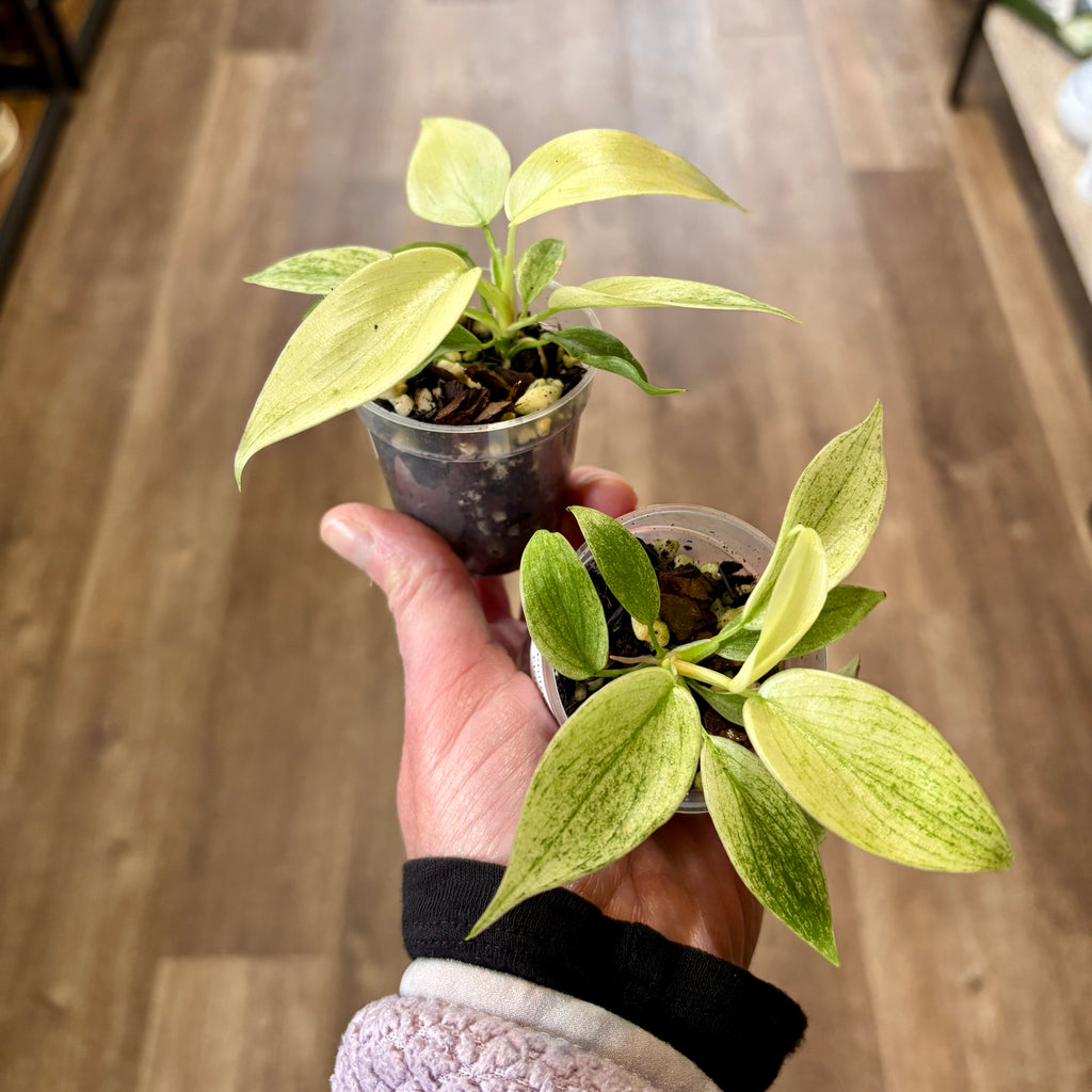 Philodendron 'Florida Ghost' 2"