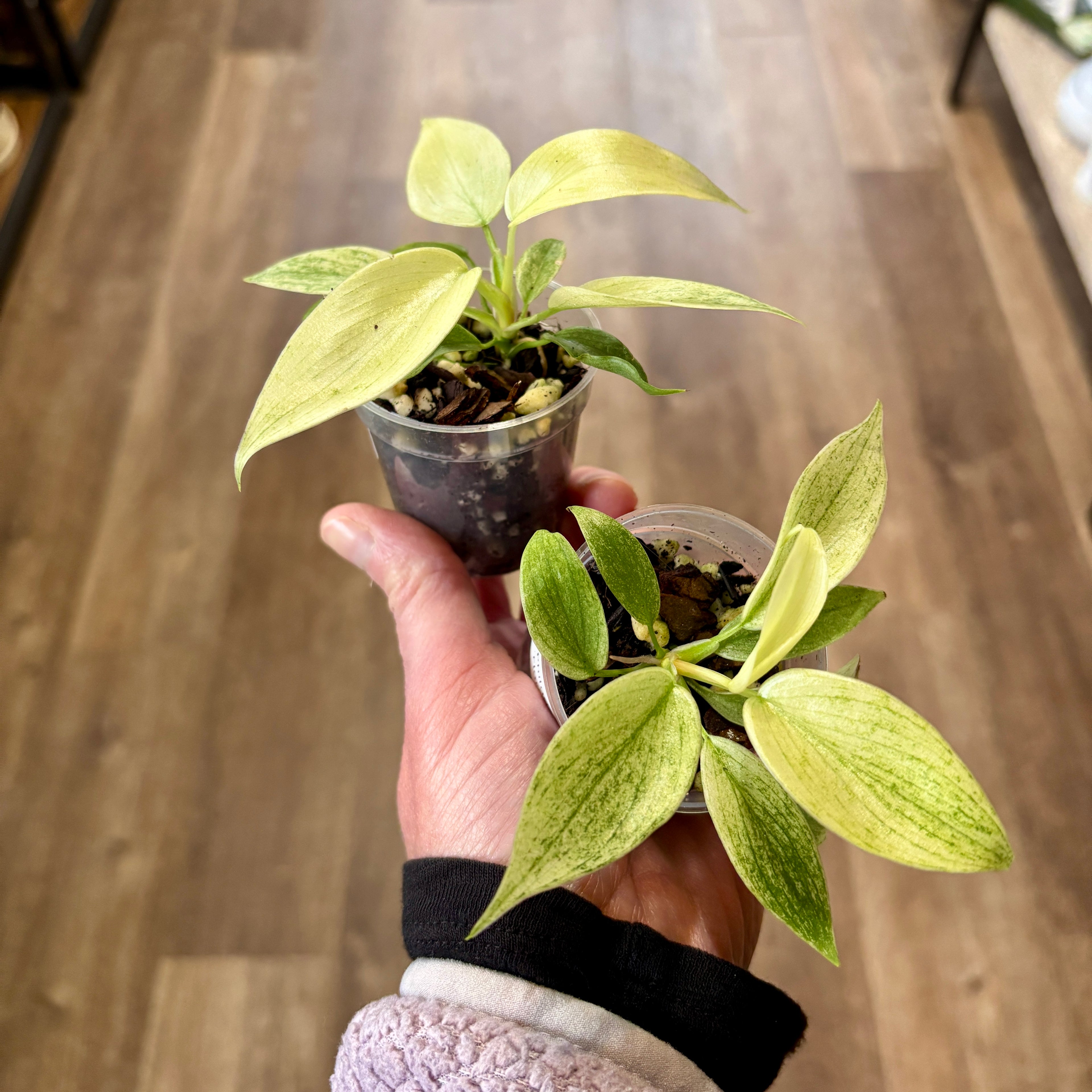 Philodendron 'Florida Ghost' 2"