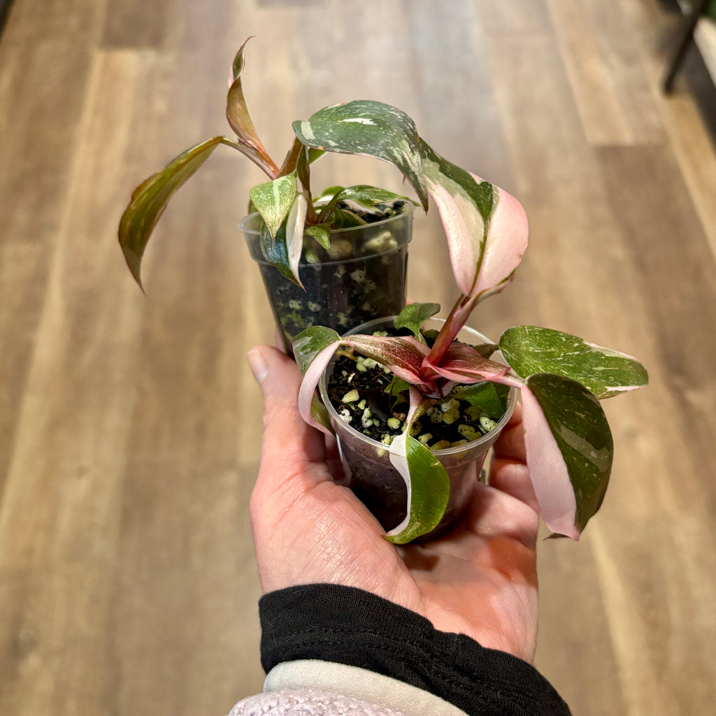 Philodendron 'Pink Princess' 2"