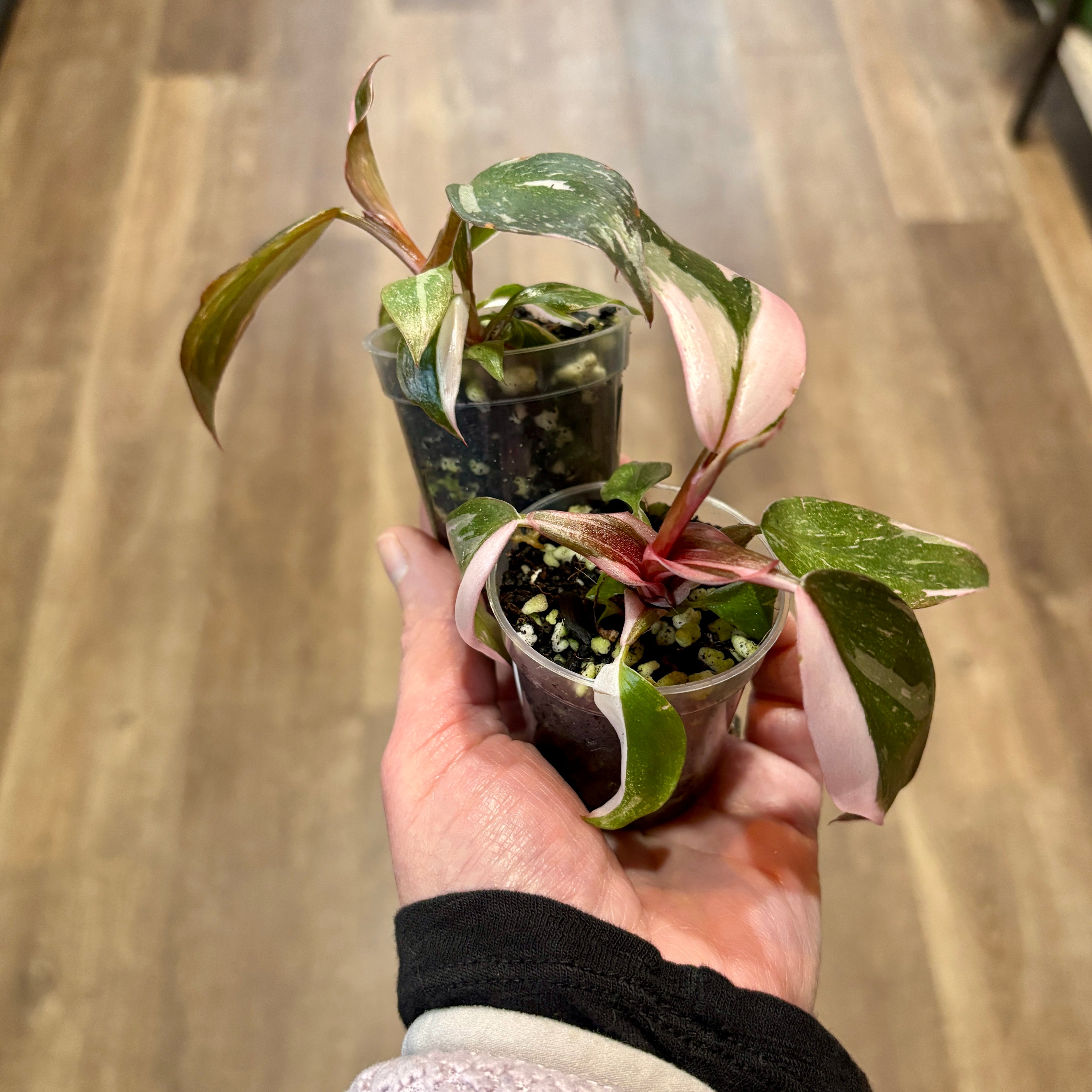 Philodendron 'Pink Princess' 2"