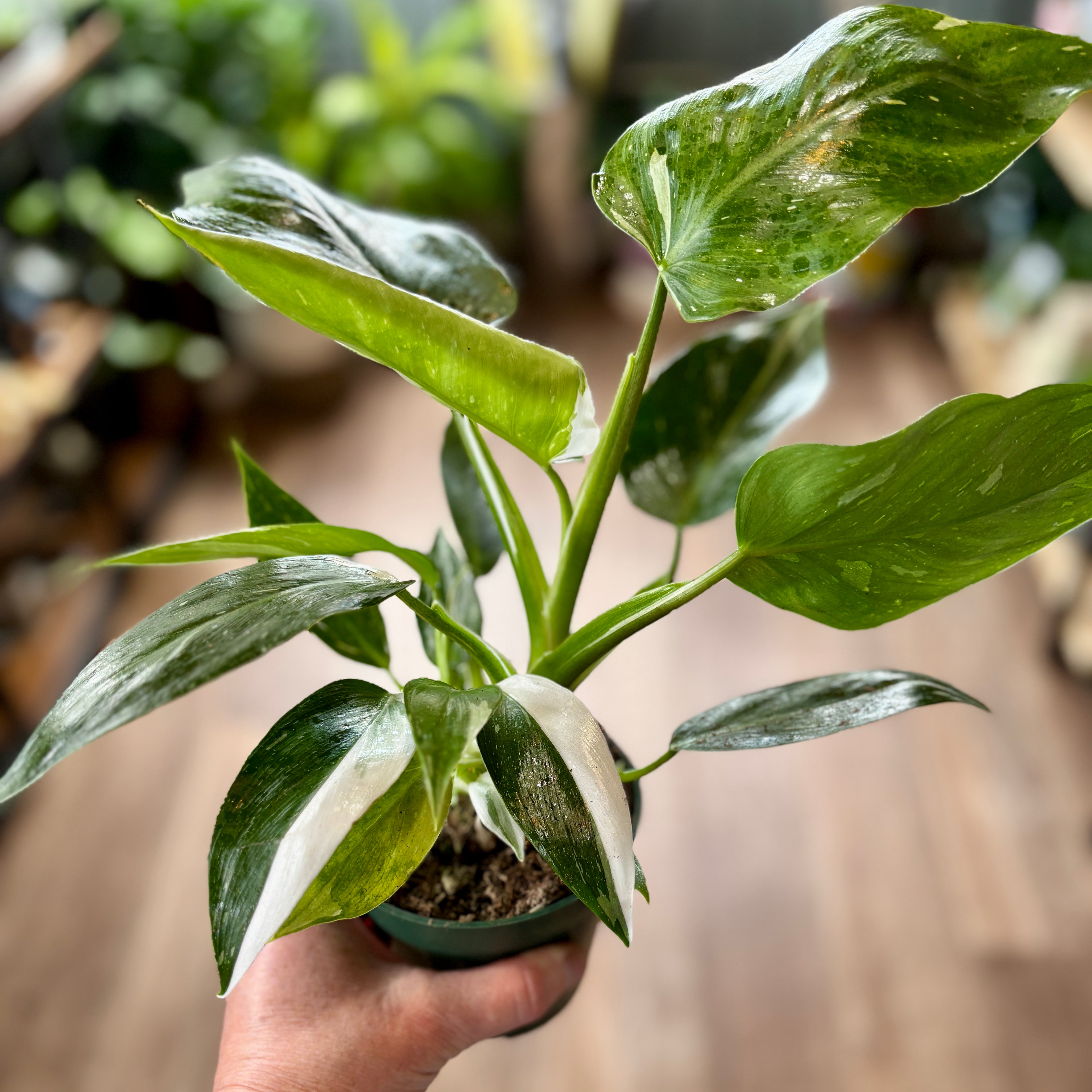 Philodendron White Wizard 4"