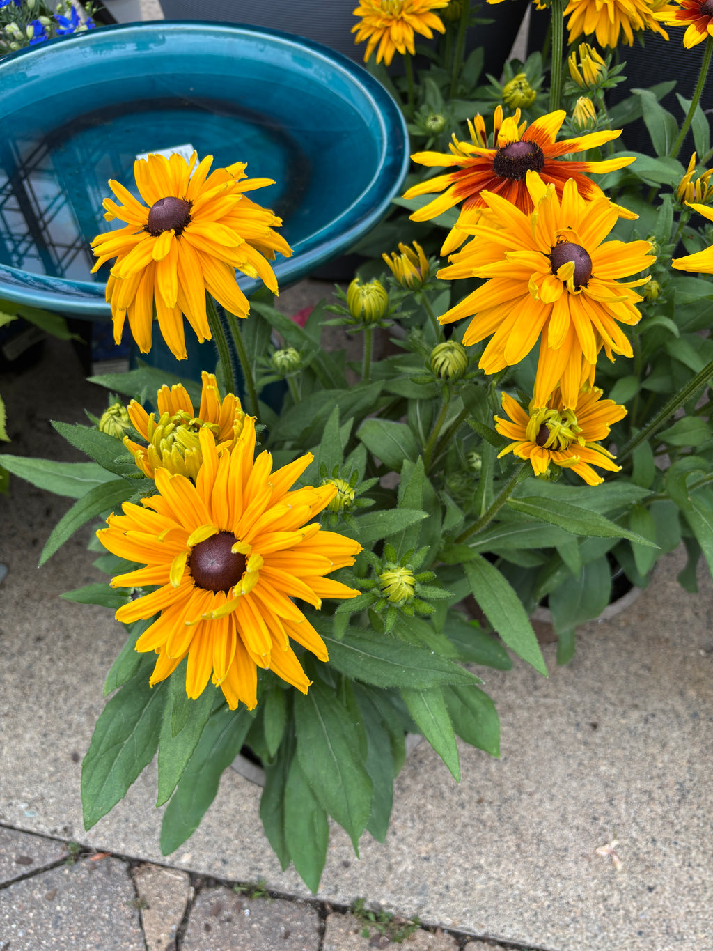 8" Sunbeckia Lucia