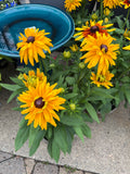 8" Sunbeckia Lucia