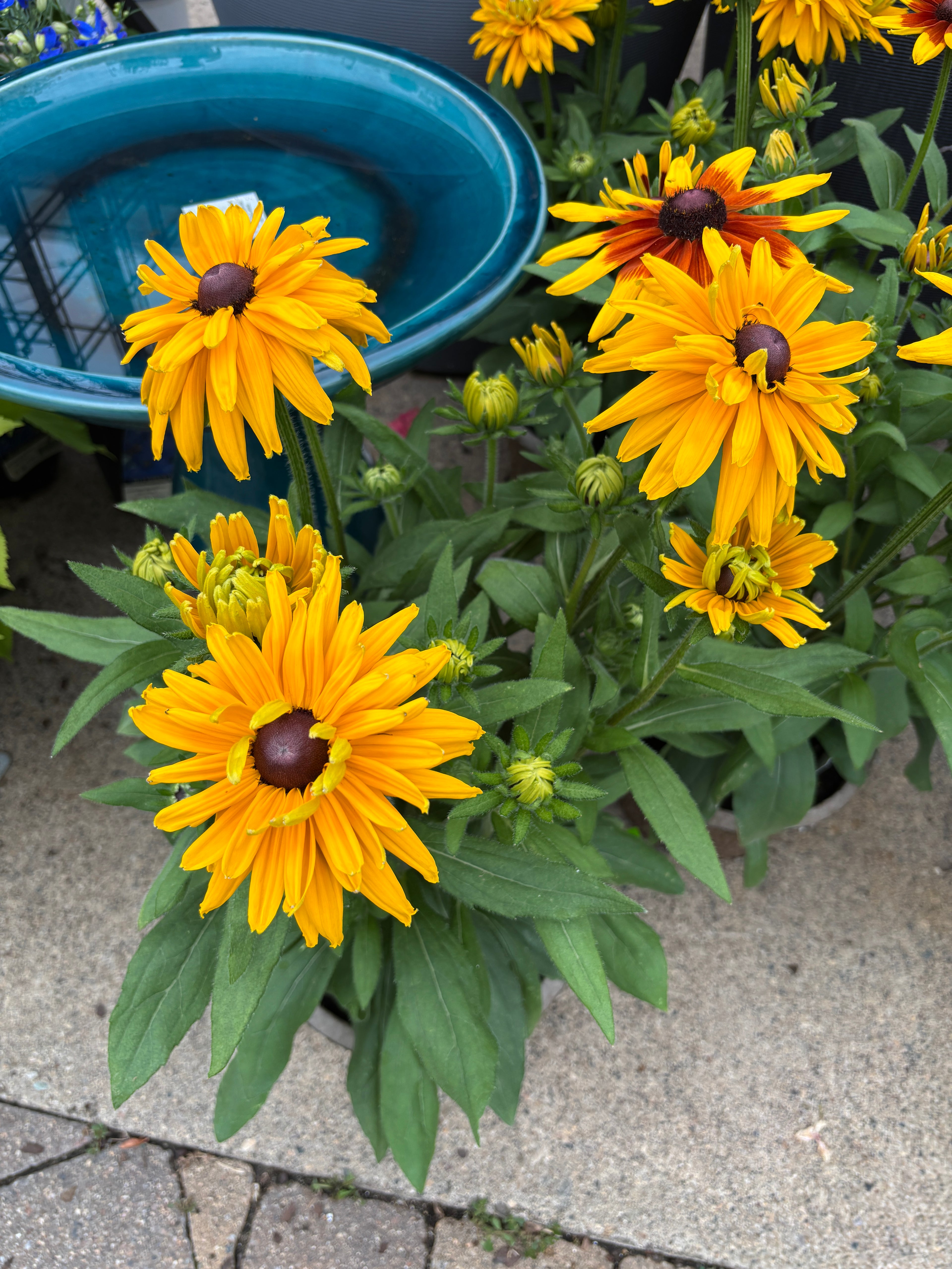 8" Sunbeckia Lucia