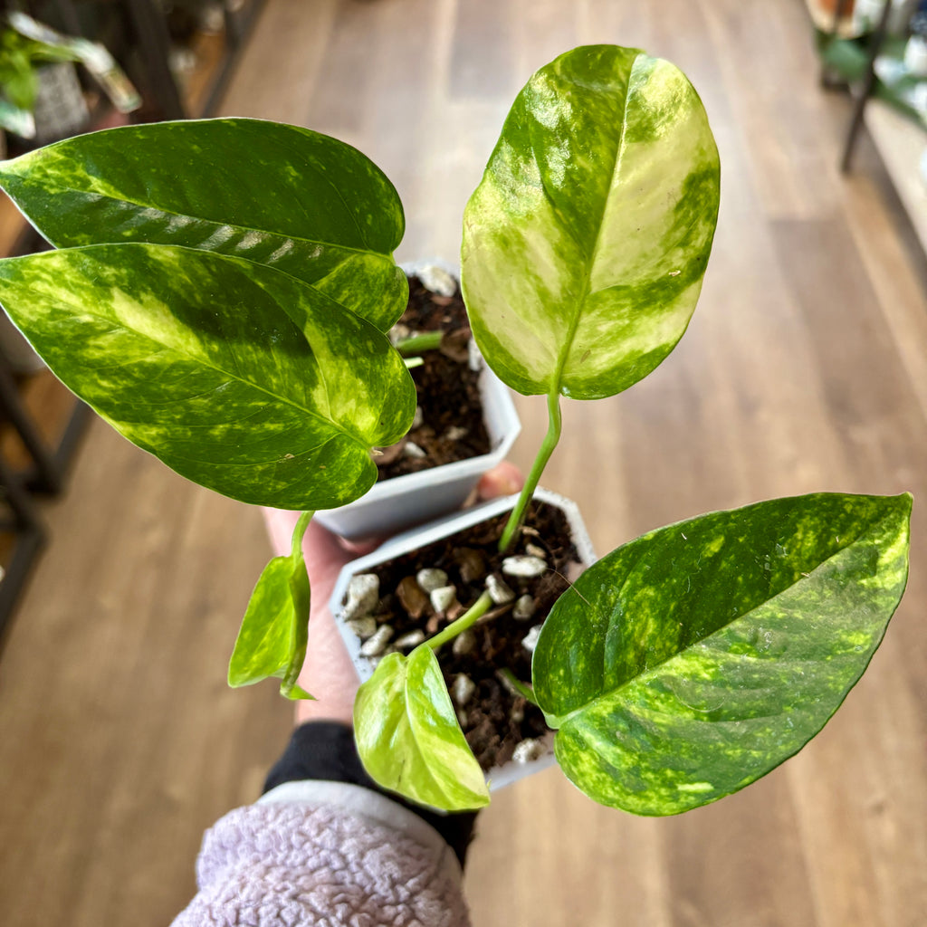 Epipremnum/Pothos Pinnatum Neon 'Kujang's Flame' 4" Rooted Cutting