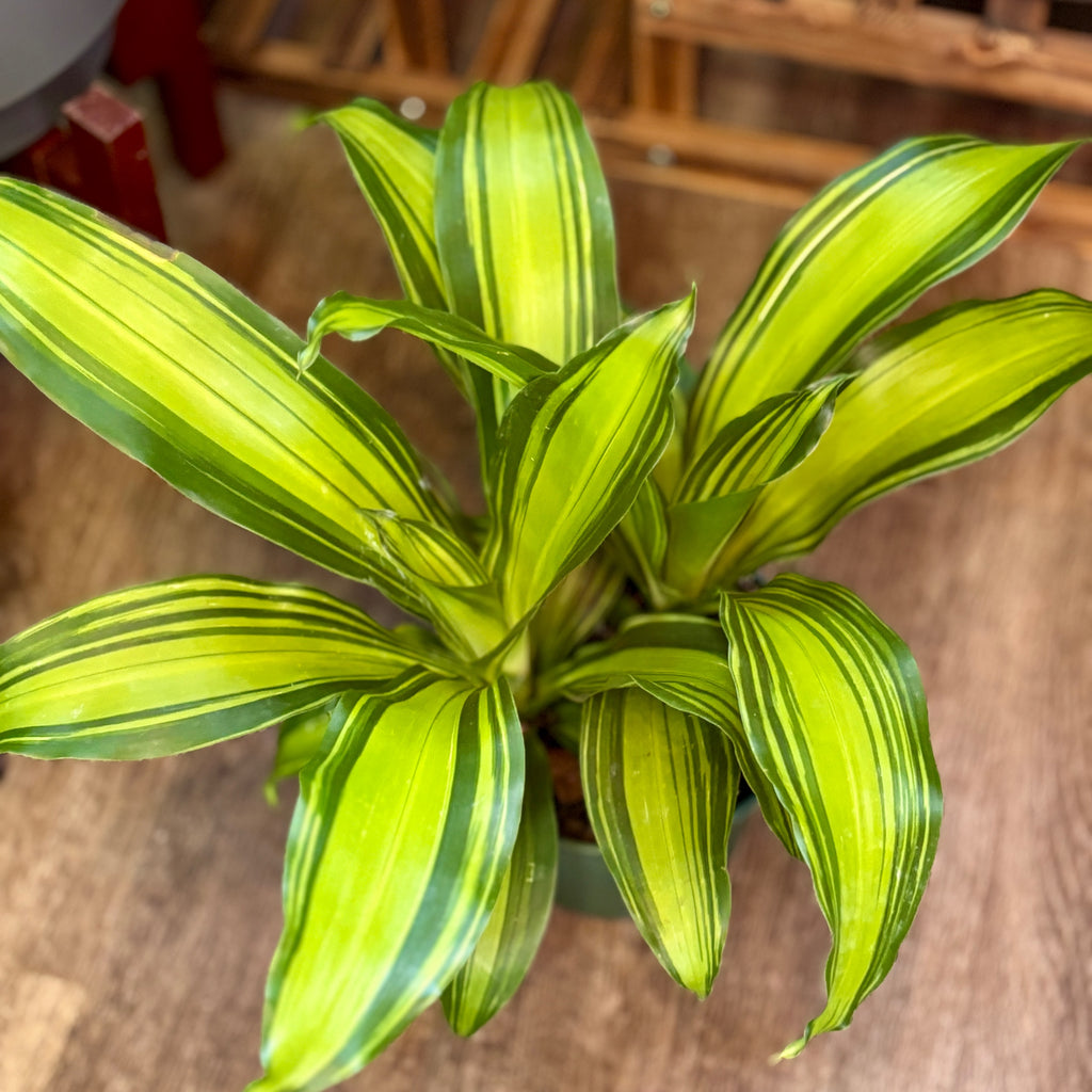 Dracaena Marley 6"