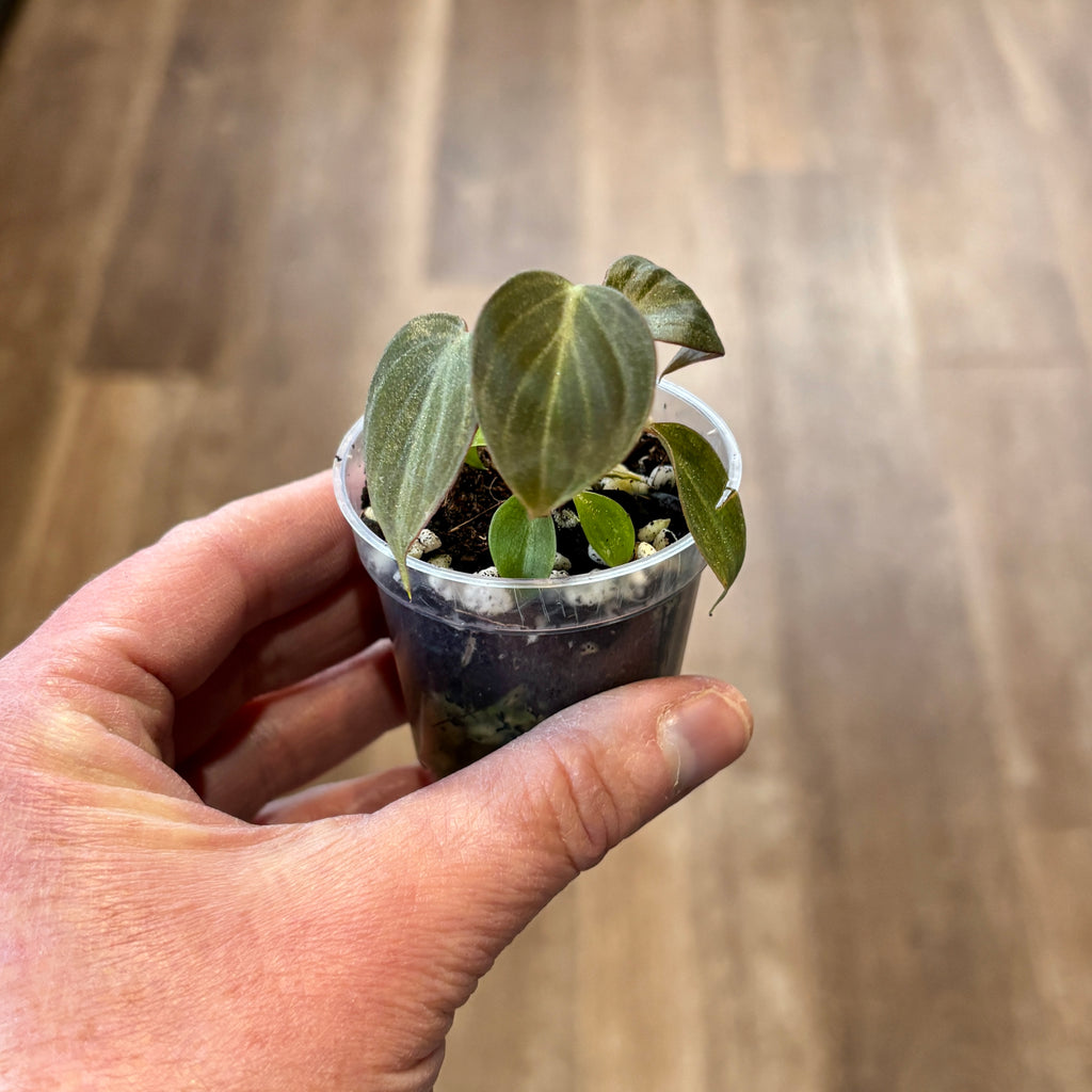 Philodendron 'El Choco Red' 2" Pot
