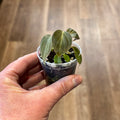 Philodendron 'El Choco Red' 2" Pot