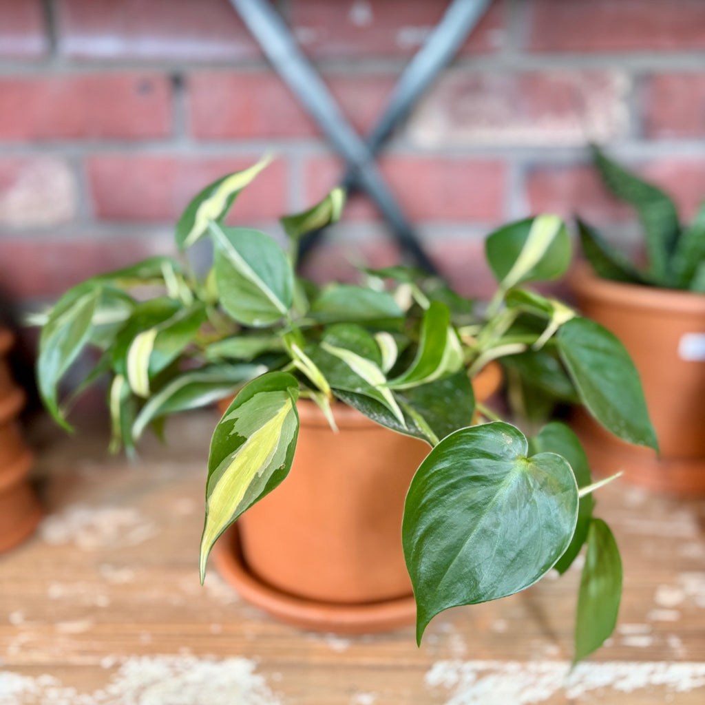 6" Rim Cylinder Terracotta Pot