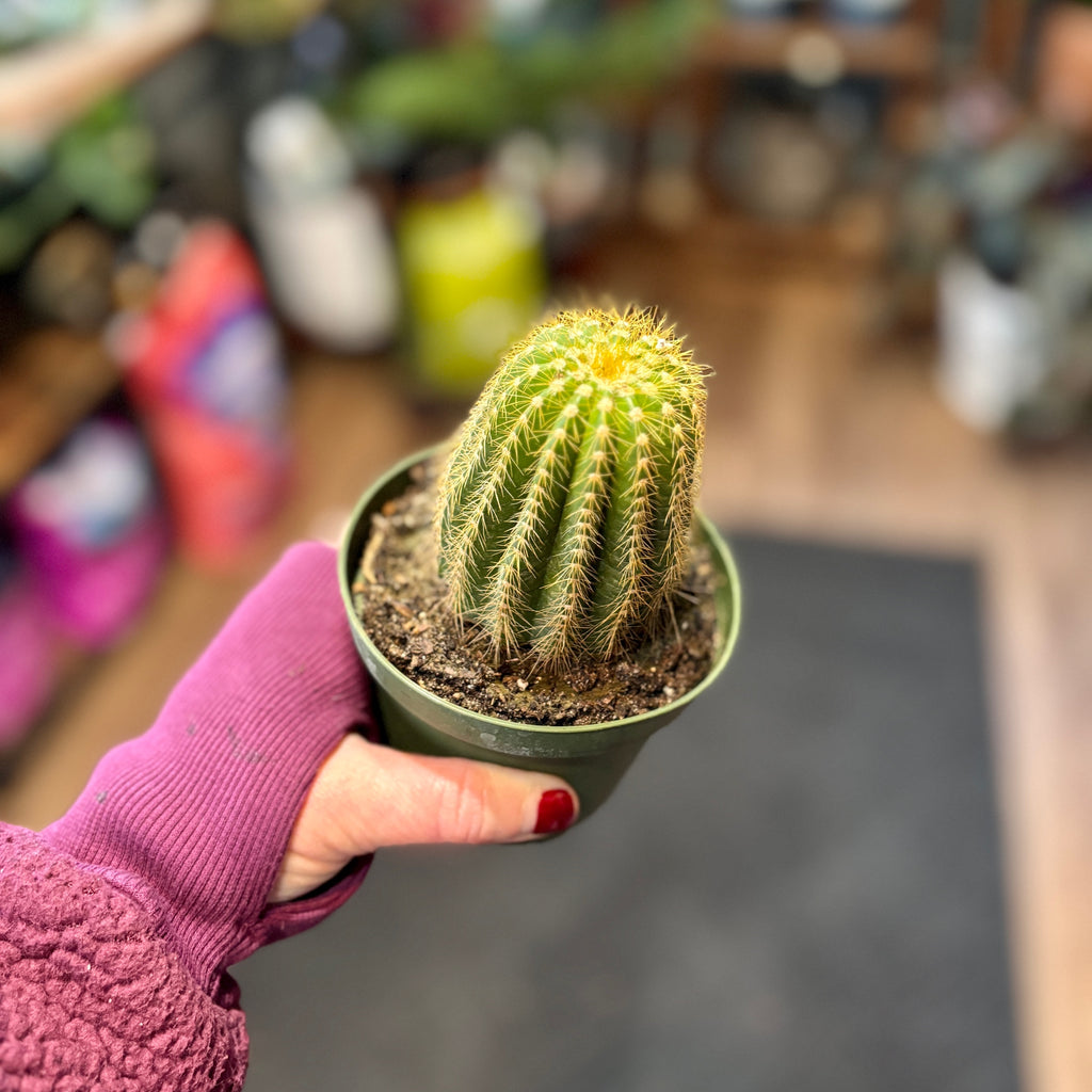 4" Cactus Assorted