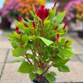 Celosia Flamma Red 4.75"
