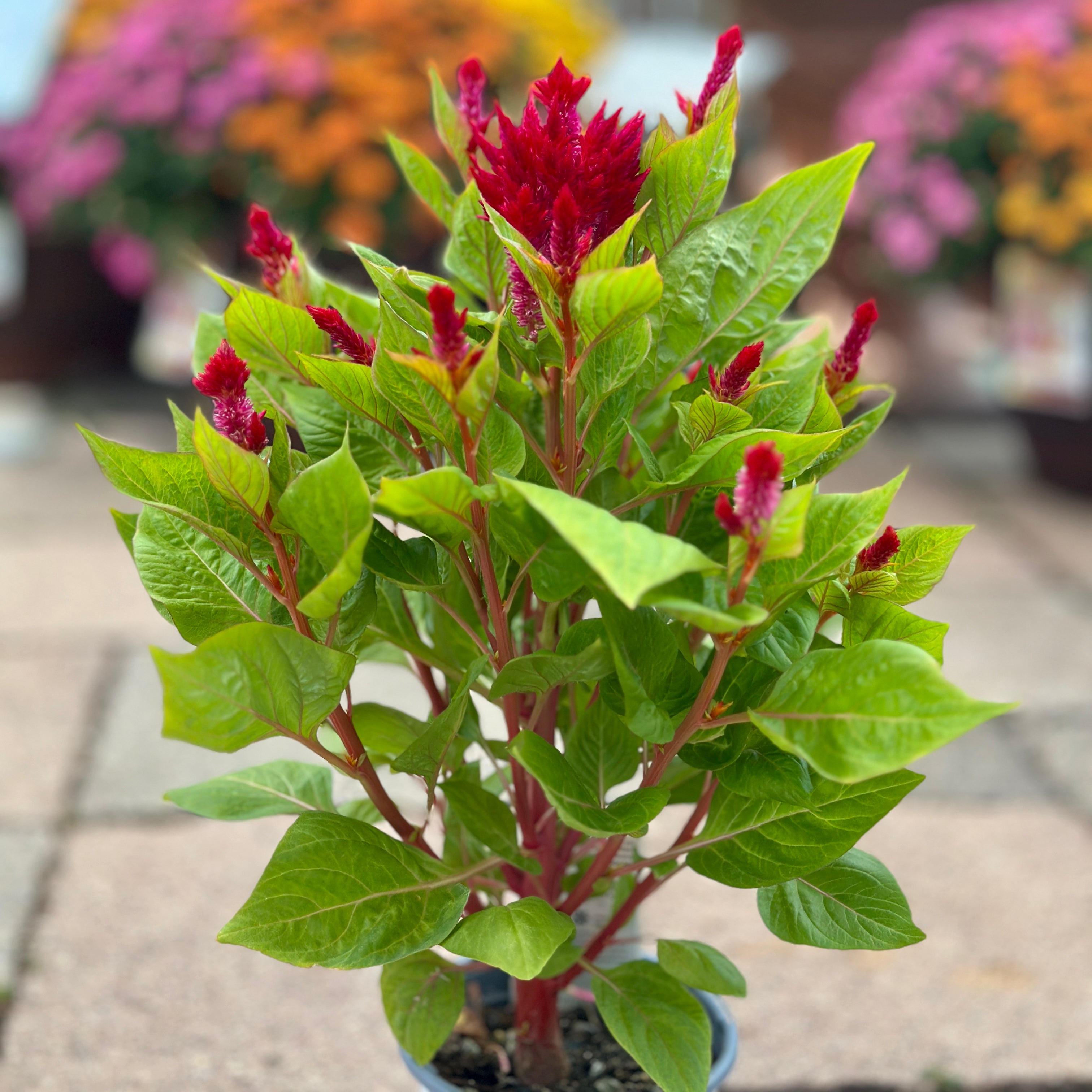 Celosia Flamma Red 4.75"