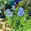 Plumbago 10"