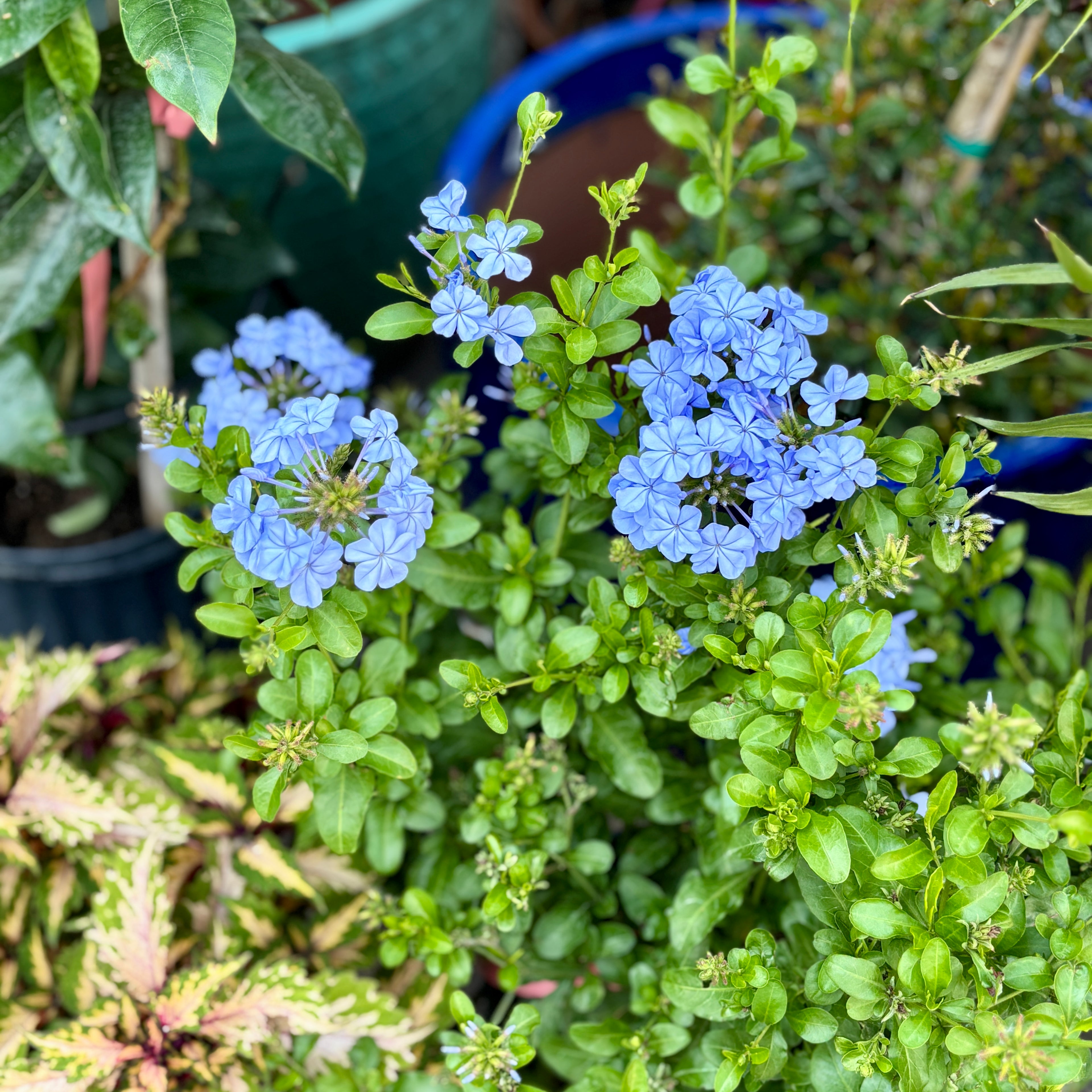 Plumbago 10"