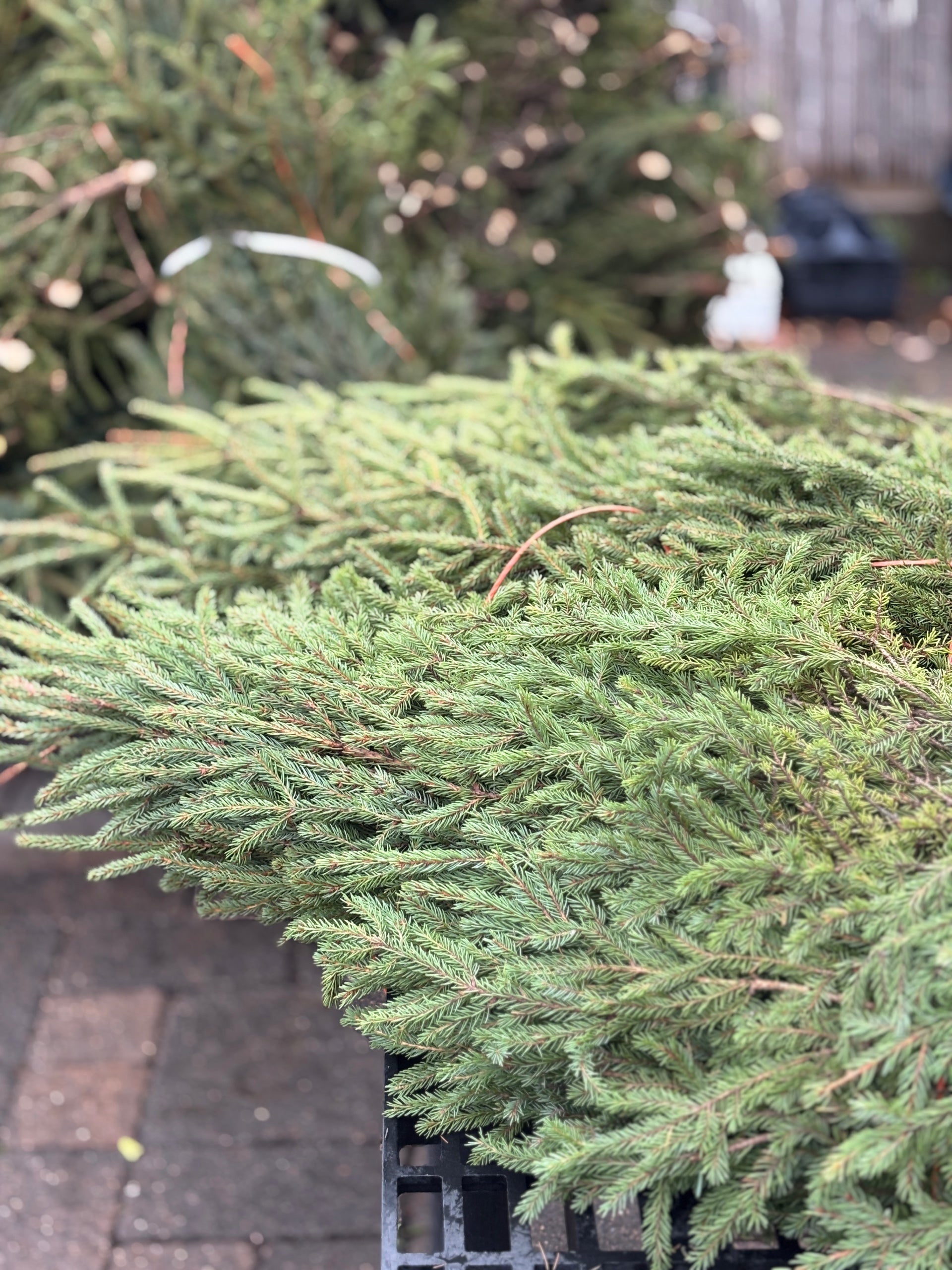 Spruce Tops Bundle 2-3' - Bundle of 10