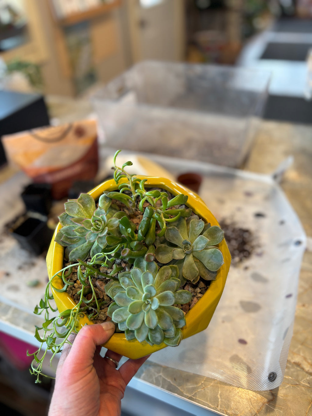 Create-Your-Own Succulent Garden