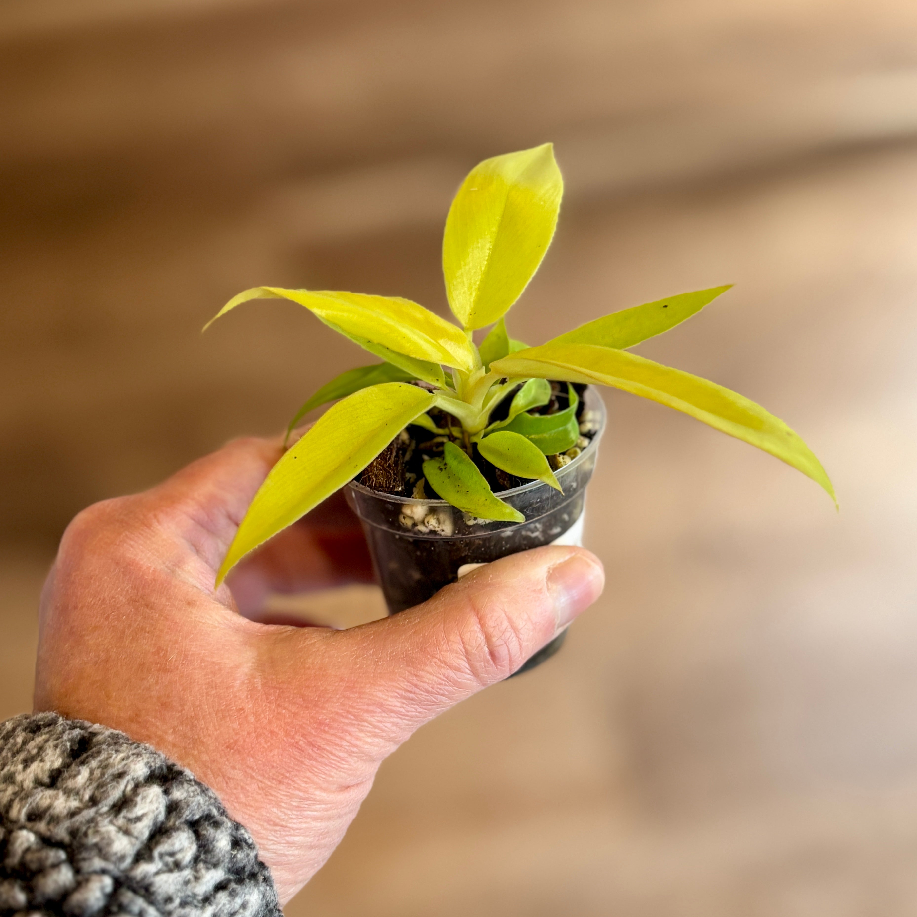 Philodendron 'Ring Of Fire Gold' 2" Pot