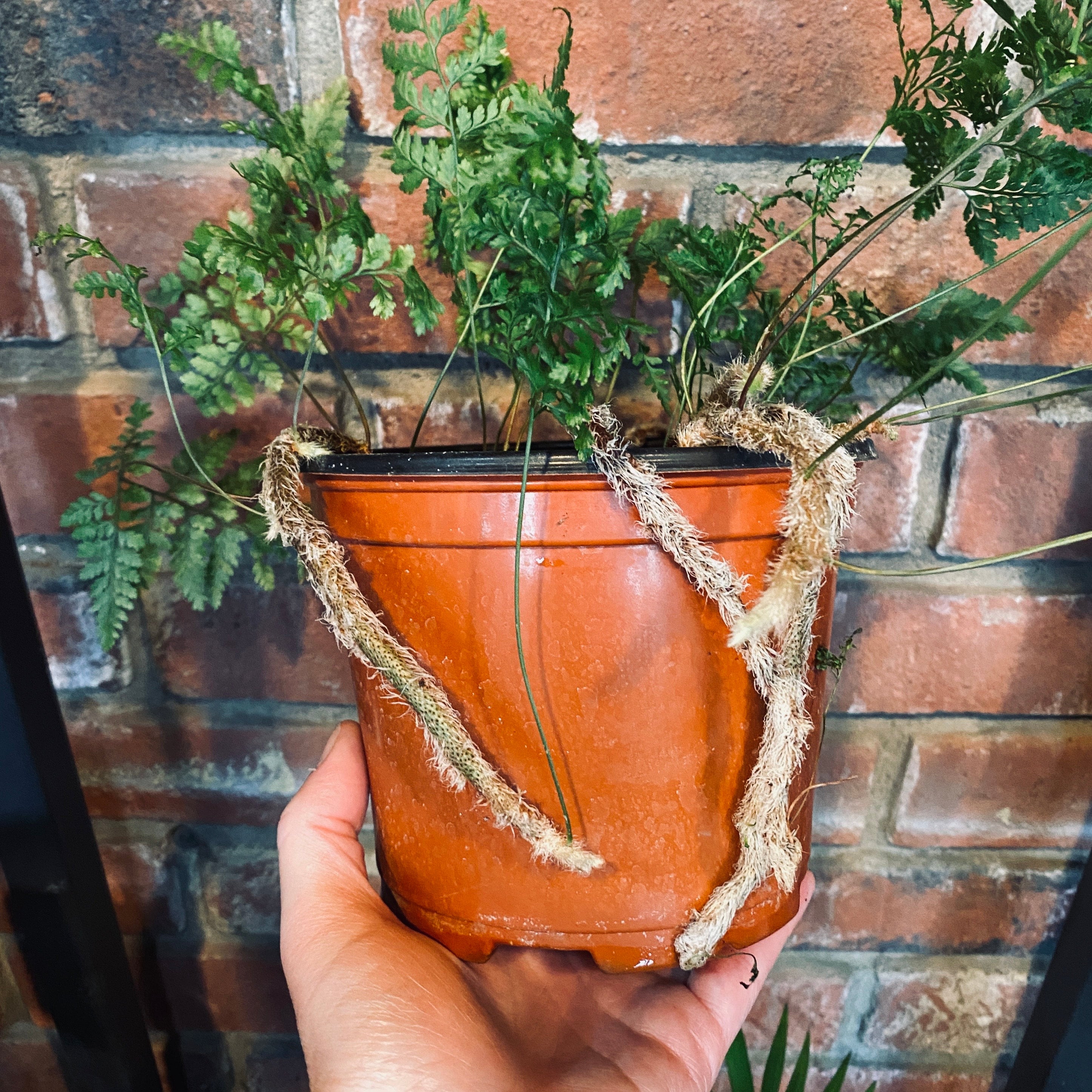 Fern Rabbit's Foot