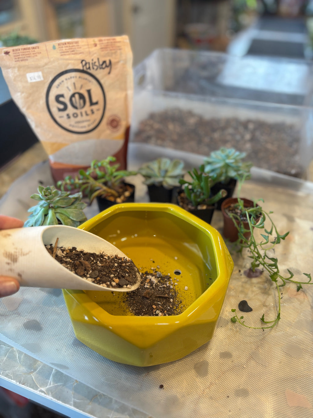 Create-Your-Own Succulent Garden