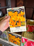 Crocus Yellow Mammoth 10 Bulbs/Package