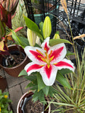 Oriental Lily Big Smile #1 Gallon