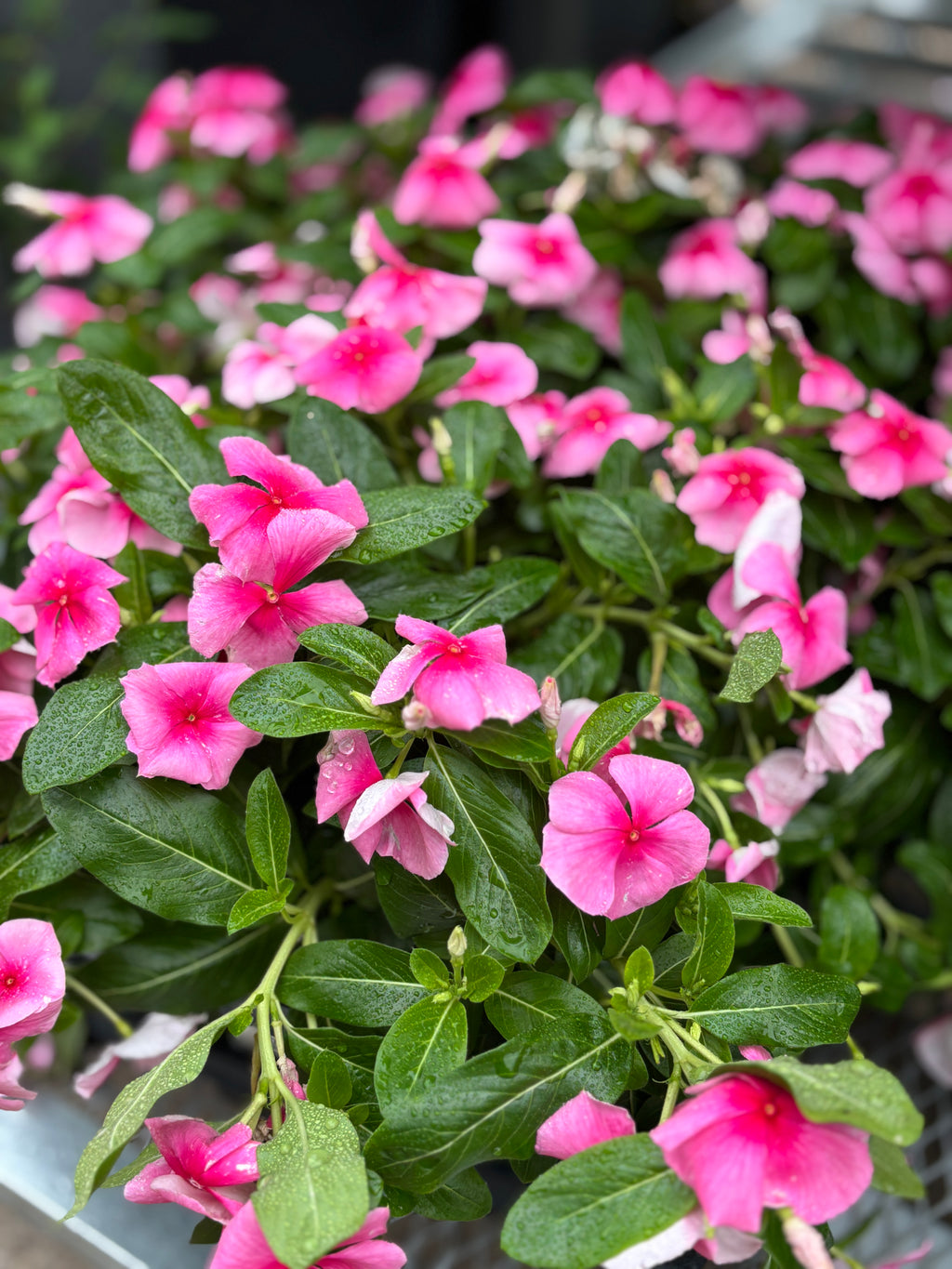 4.5" Vinca