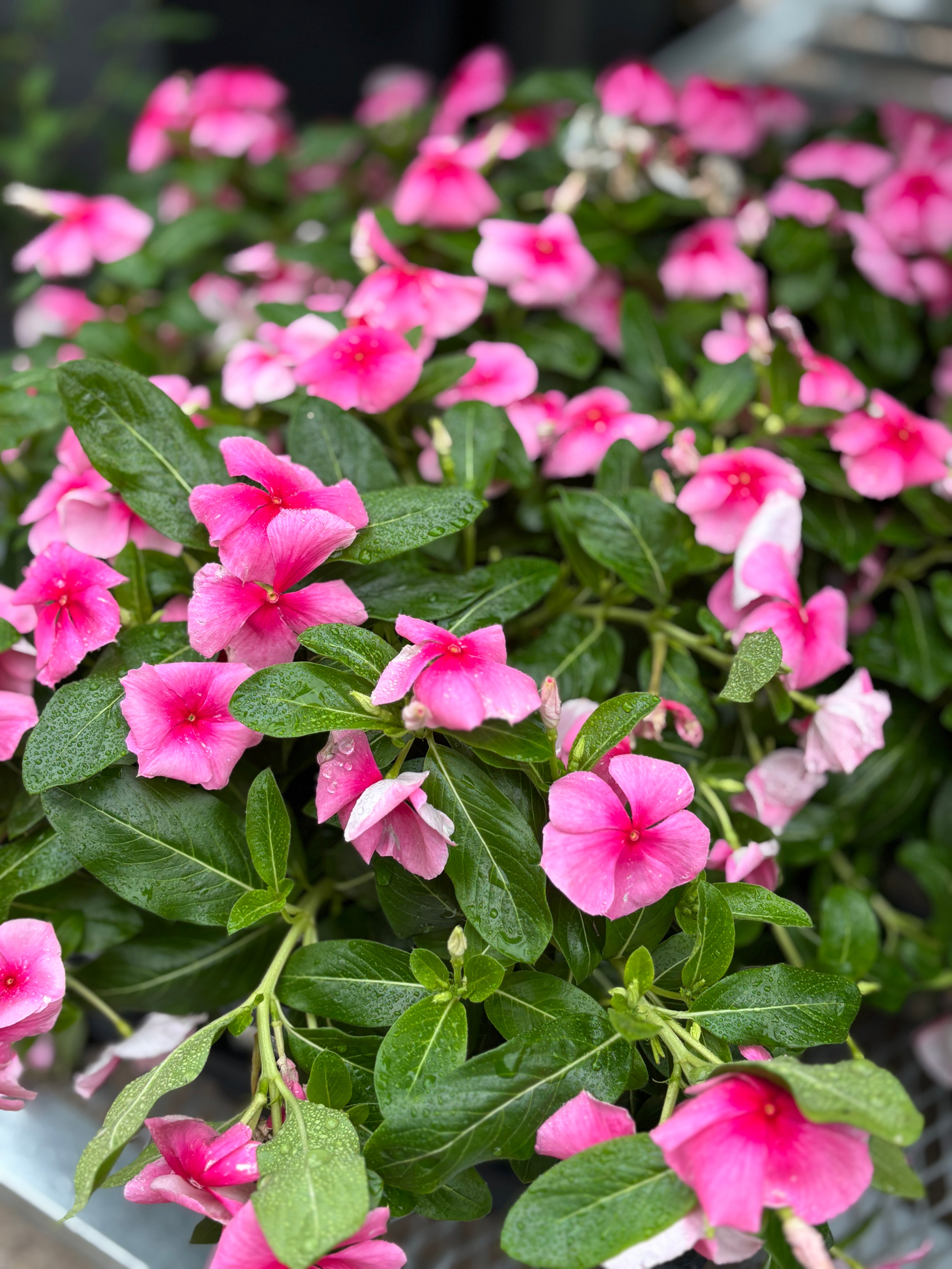 4.5" Vinca