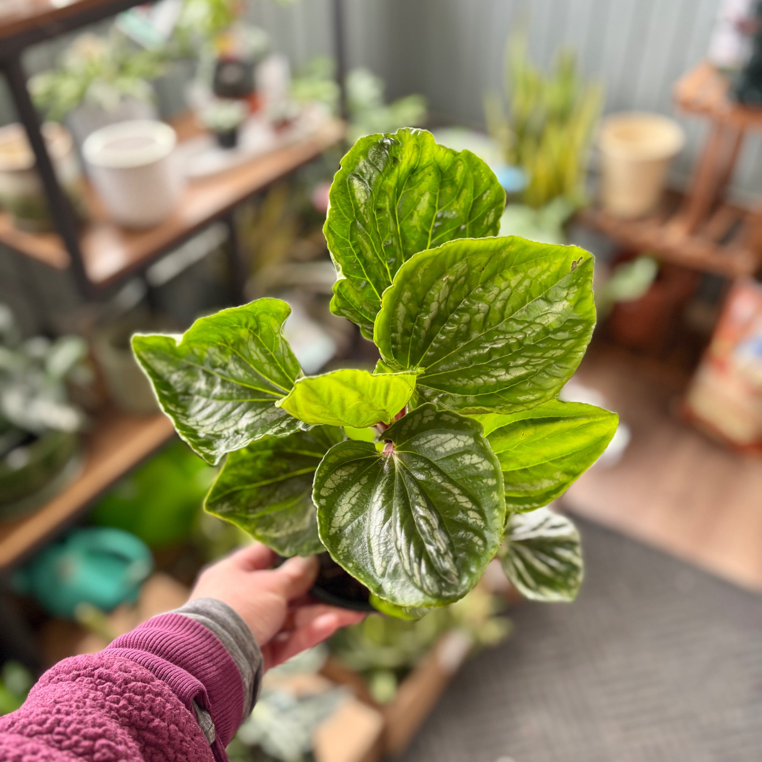 Peperomia Ecuador 6"