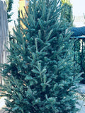 6-7' Balsam Fir Christmas Tree