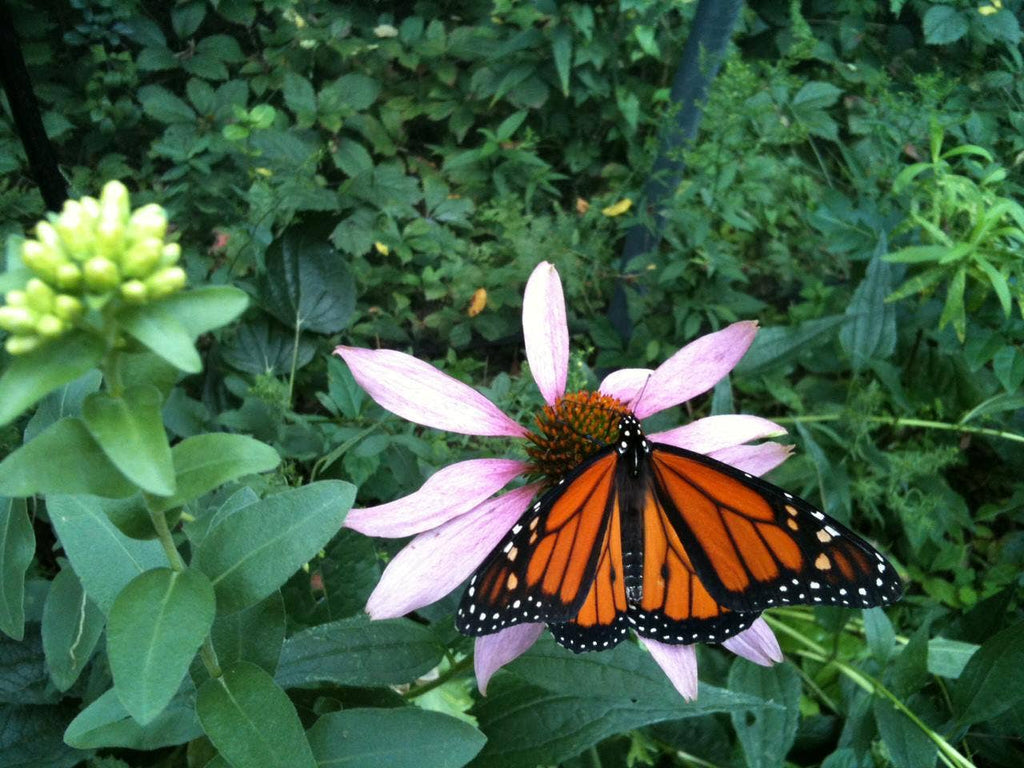 Garden Maker | Butterfly Habitat Kit | Gift