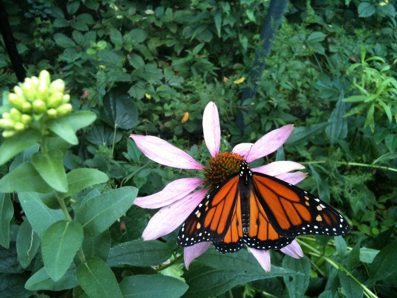 Garden Maker | Butterfly Habitat Kit | Gift