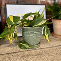 6" Celadon Annandale Planter W/ Attached Saucer