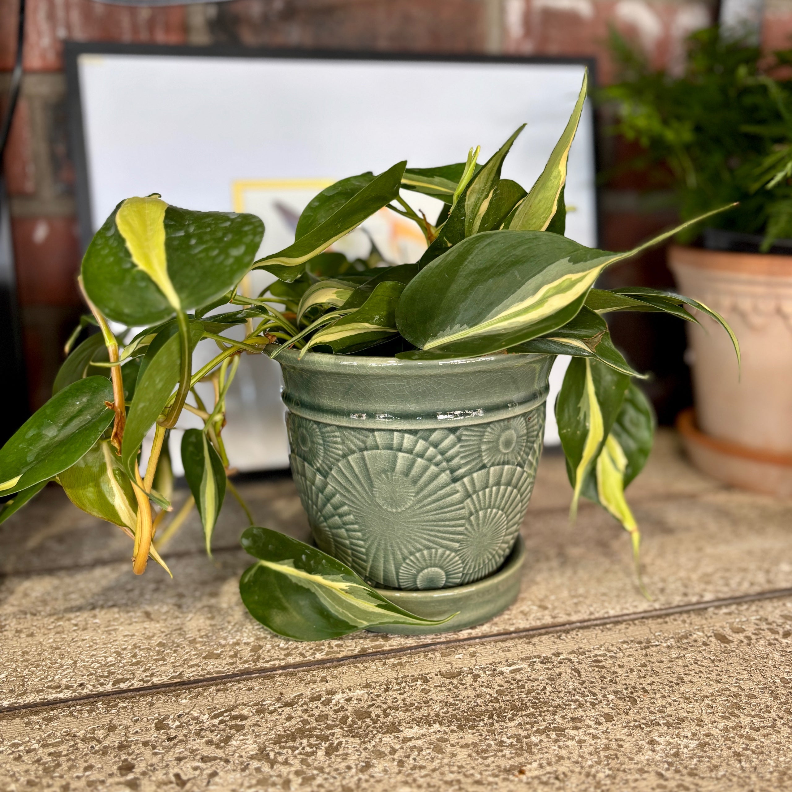 6" Celadon Annandale Planter W/ Attached Saucer