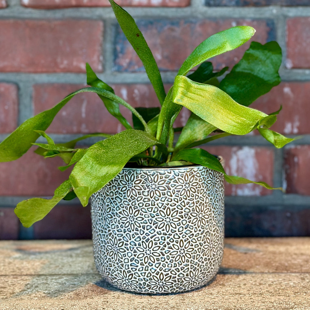Millie Ceramic Pot 4.5"