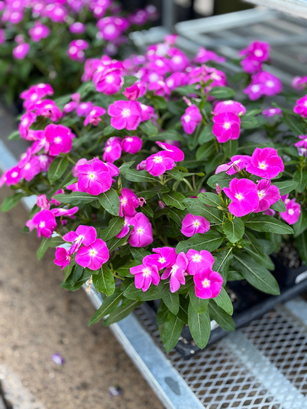 4.5" Vinca