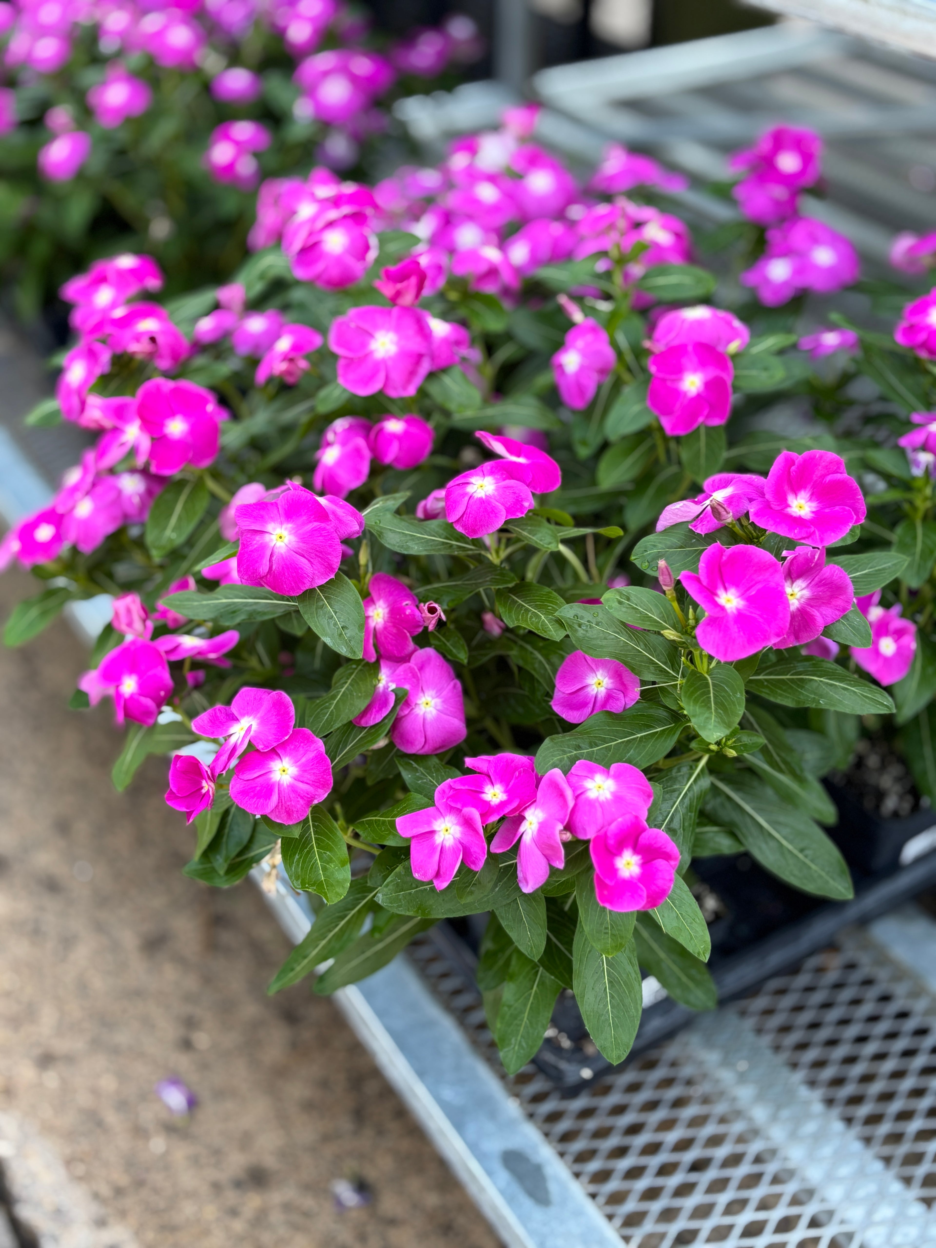 4.5" Vinca
