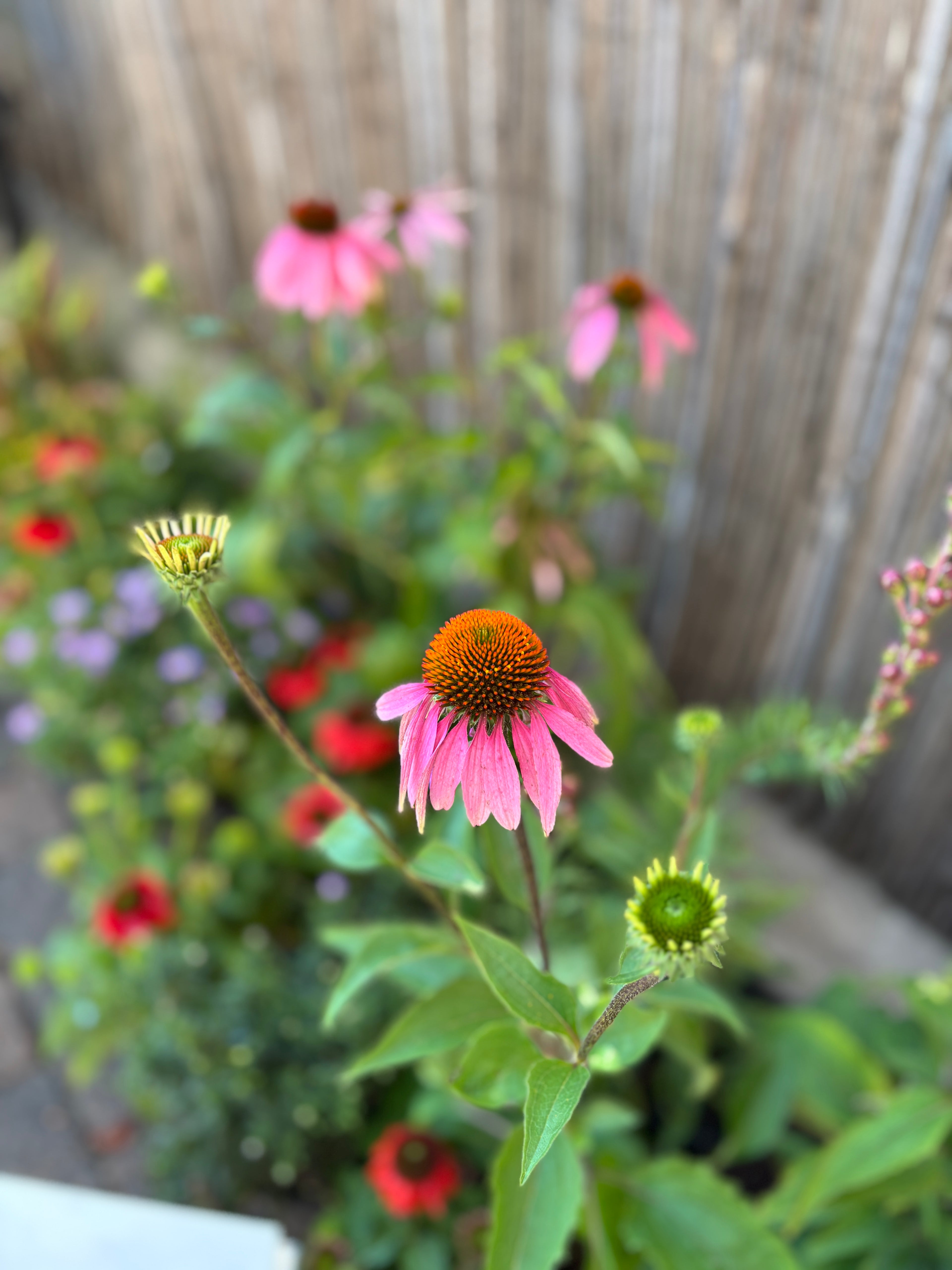 Echinacea Purpurea #1 Gallon