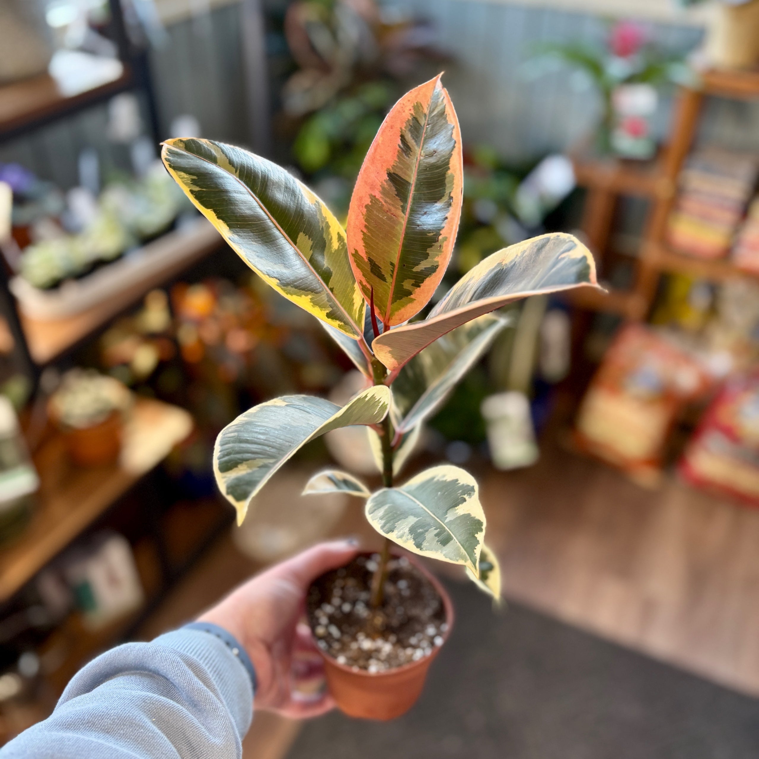 Ficus 'Tineke'