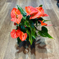 Anthurium Red 6"