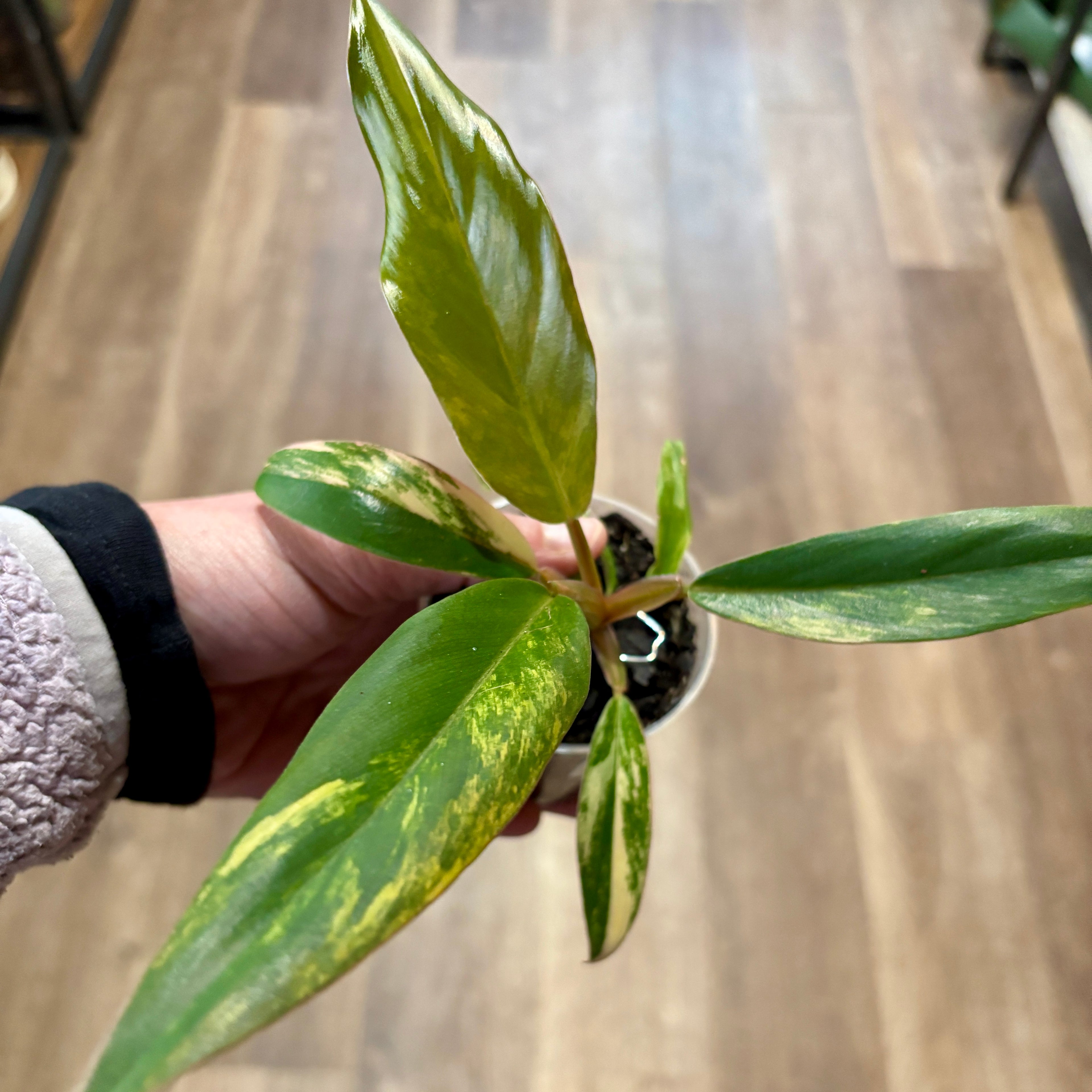 Philodendron 'Caramel Marble Hc' 2.5"