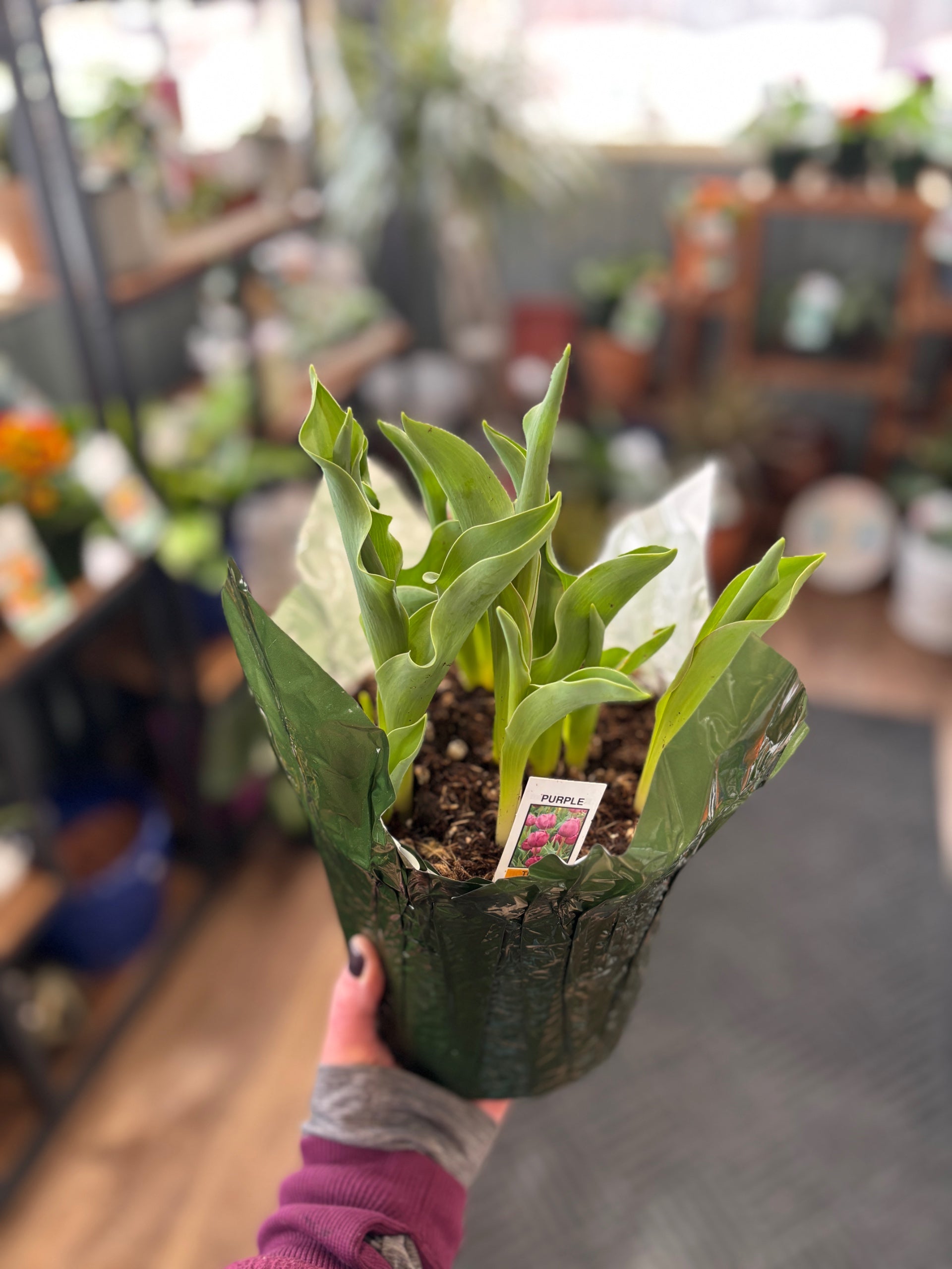 6.5" Indoor Blooming Tulips Assorted Colors